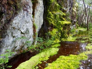 Mossy forest on coastal walk.