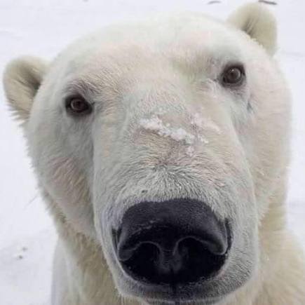 Actual picture of polar bear face as he reached up to say hi to us in the tundra buggy!  Churchill Manitoba