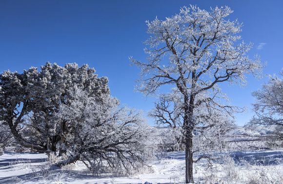 Kaibab National Forest