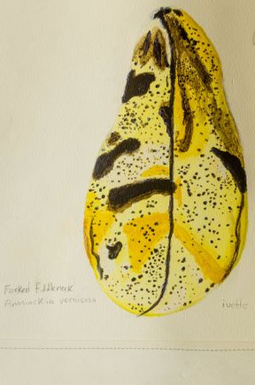 That same center housed a cool display made by grade 8 Art students from La Colina Jr. High. Those kids painted an assortment of unique seeds. Above we see one such example. Those same students also created a seed quilt with local artist Rosie Brand. About 1,300 seeds species are stored here (20% are from California) while a half-million are produced each year. The garden has 216 Native plants including grasses. Those are fed by 180, 000 gallons of agua collected in various tanks and channels.