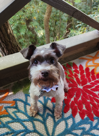 Tiny pup.  No more chewing of the paws.