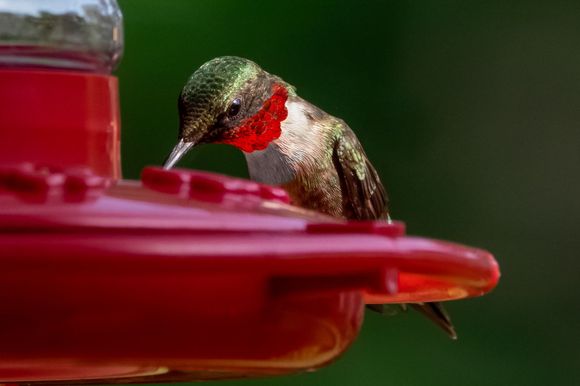 Morning sun lights up the ruby throat spectacularly