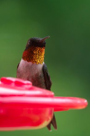 Male ruby-throated hummingbird whose throat turns orange in the right light.