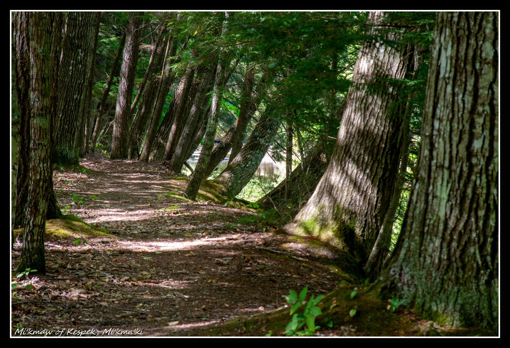 Sigma-Z 135mm F2.8 MC Pantel 1975 Vintage lens - Photo date 8/28/25