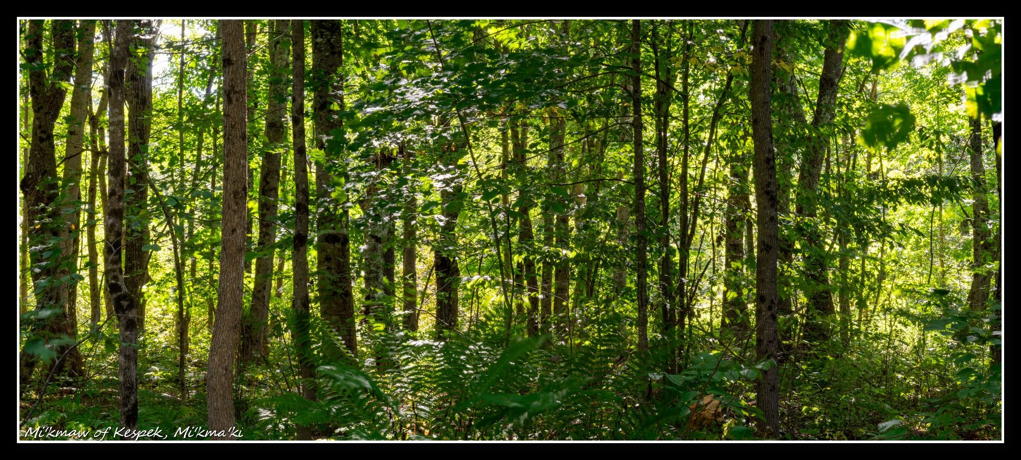 Sigma-Z 135mm F2.8 MC Pantel 1975 Vintage lens - f64/