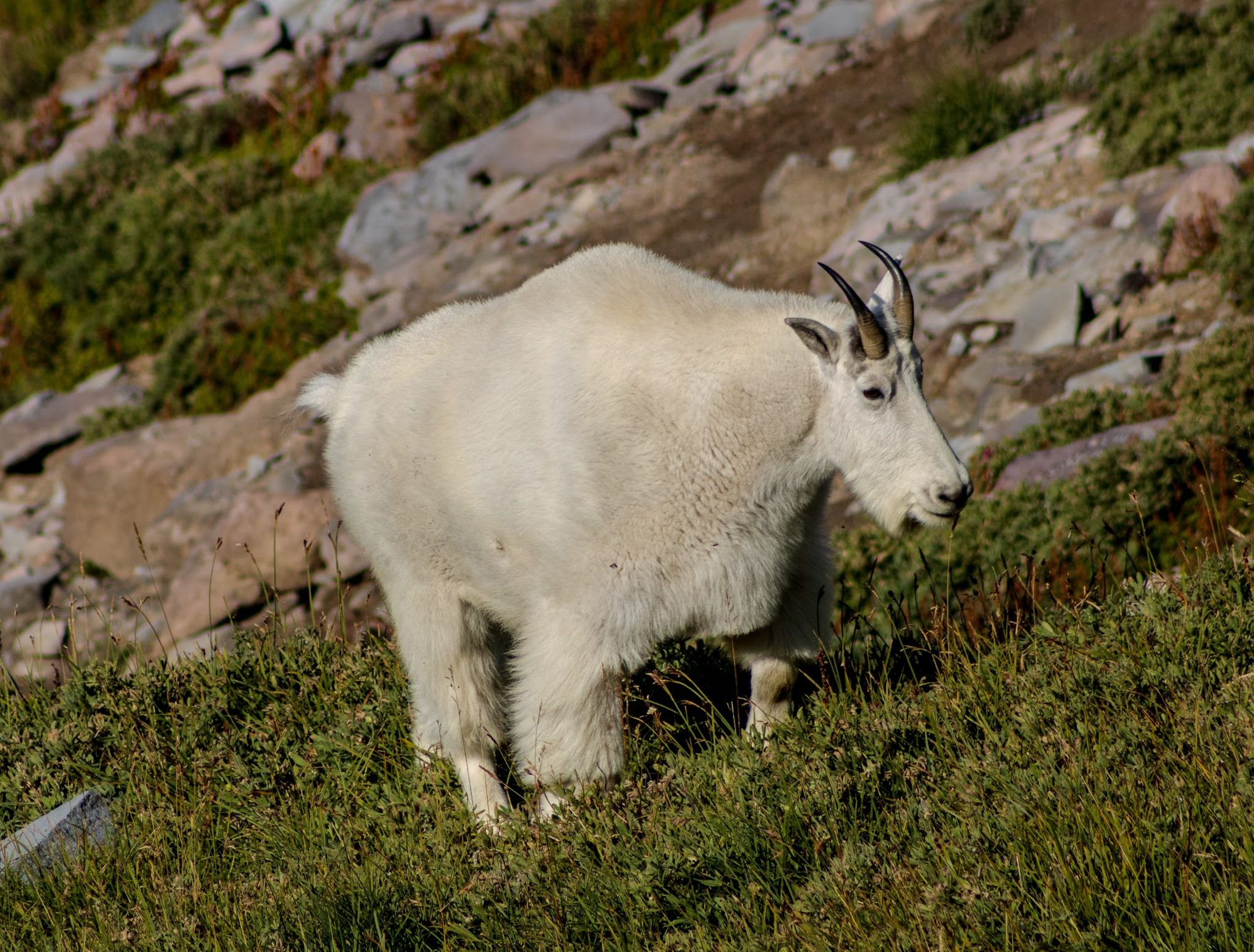 Some wildlife along the way