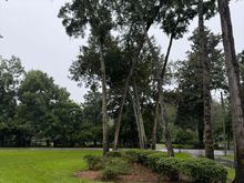 Large oak that was starting to uproot from the last storm a couple weeks ago was in the LF corner there. It wouldn’t have hit anything but it was coming down regardless. Better to do it on purpose. N