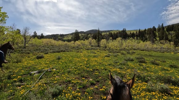 We were riding down in the 8,000 foot elevation and it's greening up and  dandilions are out