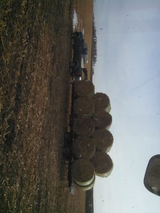Load of cornstalk bales.