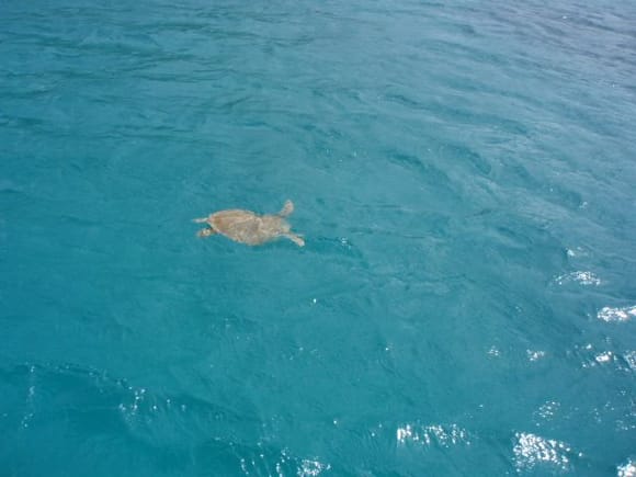 Sea Turtles @ Christmas Cove USVI