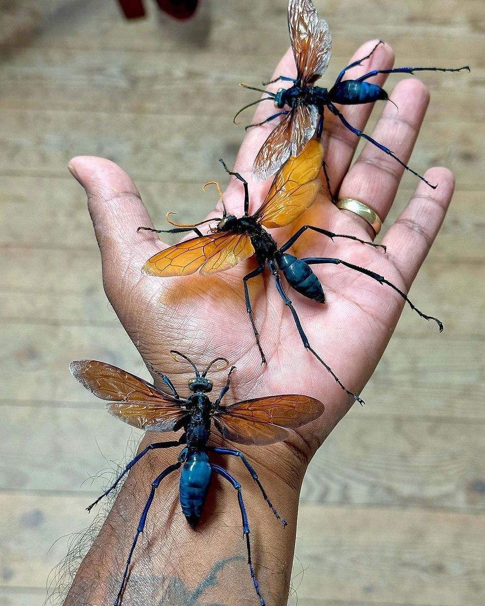 Tarantula hawks