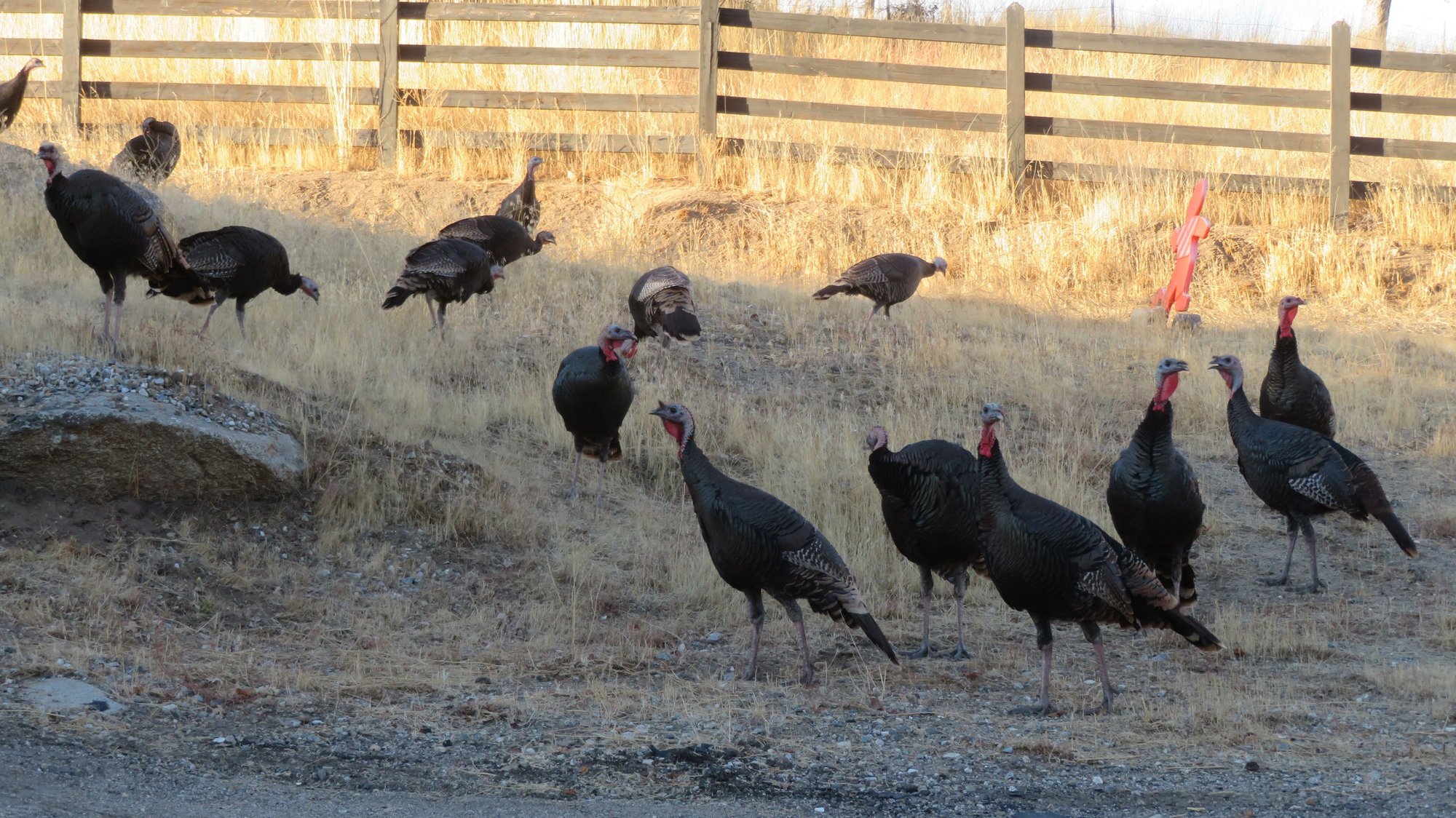 Wheres the mashed potatoes?