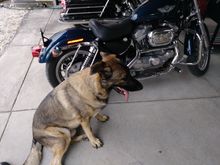 wyatt my dog listening to pink floyd his is only 120 lbs