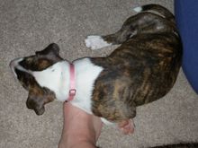 She likes to be touching me all the time. I retreat to the couch and she lays on my feet. I feel loved.