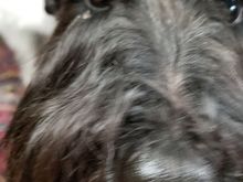 Sometimes it is hard to work on your bike when your Scotty stuffs his huge snoot in your face.