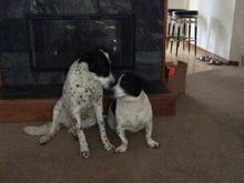 Buddy and Gracie say “You can come play with us Doc !”