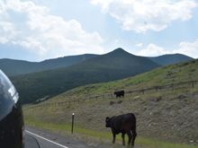 Free range on Chief Joseph Highway