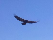Stopped by the Libby dam and this guy floated up while I was sitting on a rock.