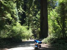 One very small motorcycle when amongst the ancient Giants