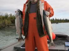 Silver Salmon-Kenai River
