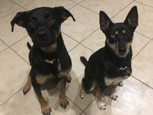 Our two Pups, Opie and Lucy