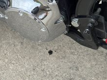 Territory marked, the bike has claimed Hurricane Ridge.
