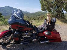 My Dog on his HOG.