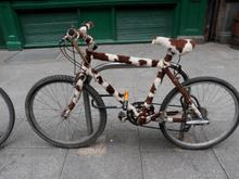 some carzy cowbike in ireland!