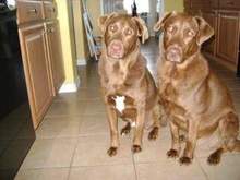 tip &amp; charlie 062