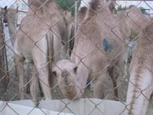 What's u looking at Fool