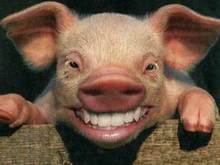 happy pig