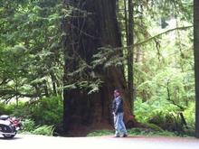 Redwoods 059