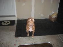 Little Rocsi