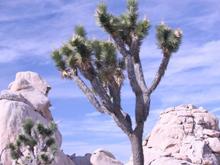 IMG 7865 01
This is Joshua Tree