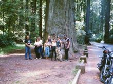 1994 Redwood run....