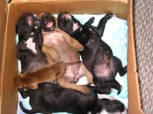 box-o-puppies