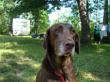 Big brown dummy
