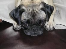 Respect the PUG!