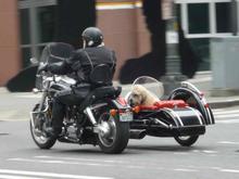 Doggie on Board - Seattle WA