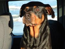 RIP Sierra, Our rescued Rott of 8  yrs; She was one of the best things that ever happened to me