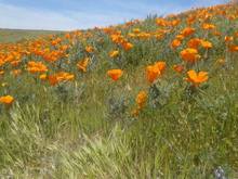 Lancaster, CA poppy fields
