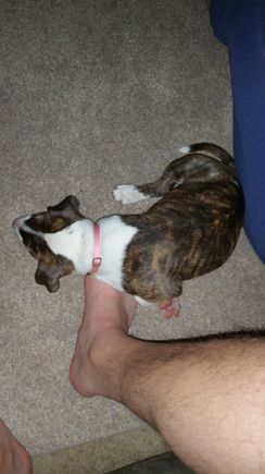 She likes to be touching me all the time. I retreat to the couch and she lays on my feet. I feel loved.