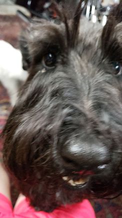 Sometimes it is hard to work on your bike when your Scotty stuffs his huge snoot in your face.