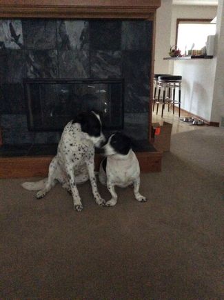 Buddy and Gracie say “You can come play with us Doc !”