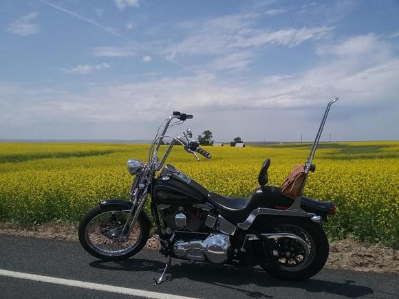 My 05 Springer with 16" wild one chubbies.