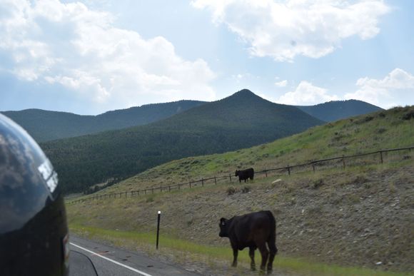 Free range on Chief Joseph Highway