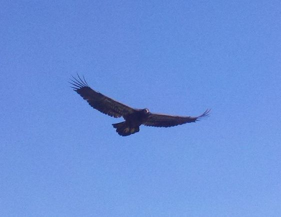Stopped by the Libby dam and this guy floated up while I was sitting on a rock.