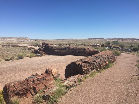 Petrified logs. So, so col