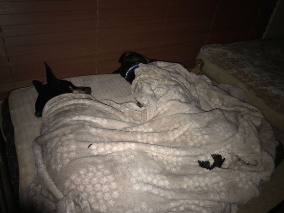 Doing what they do best. 