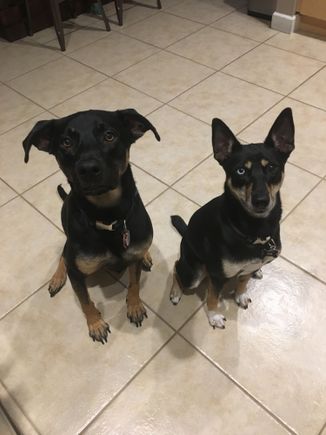 Our two Pups, Opie and Lucy